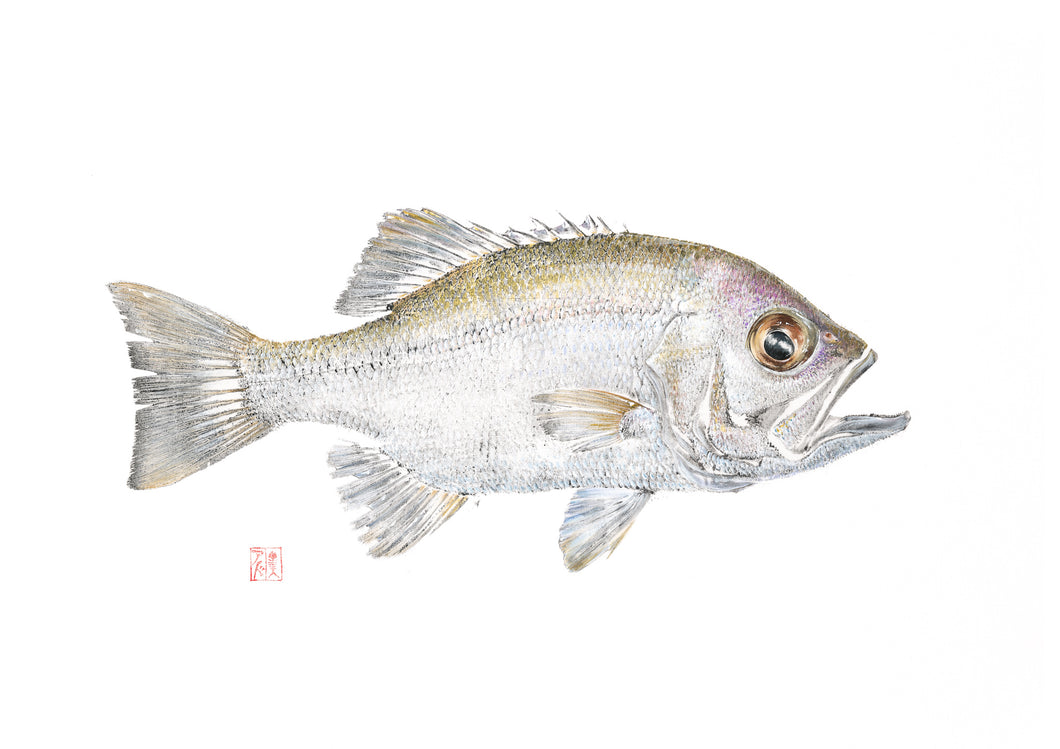 Pearl Perch Print