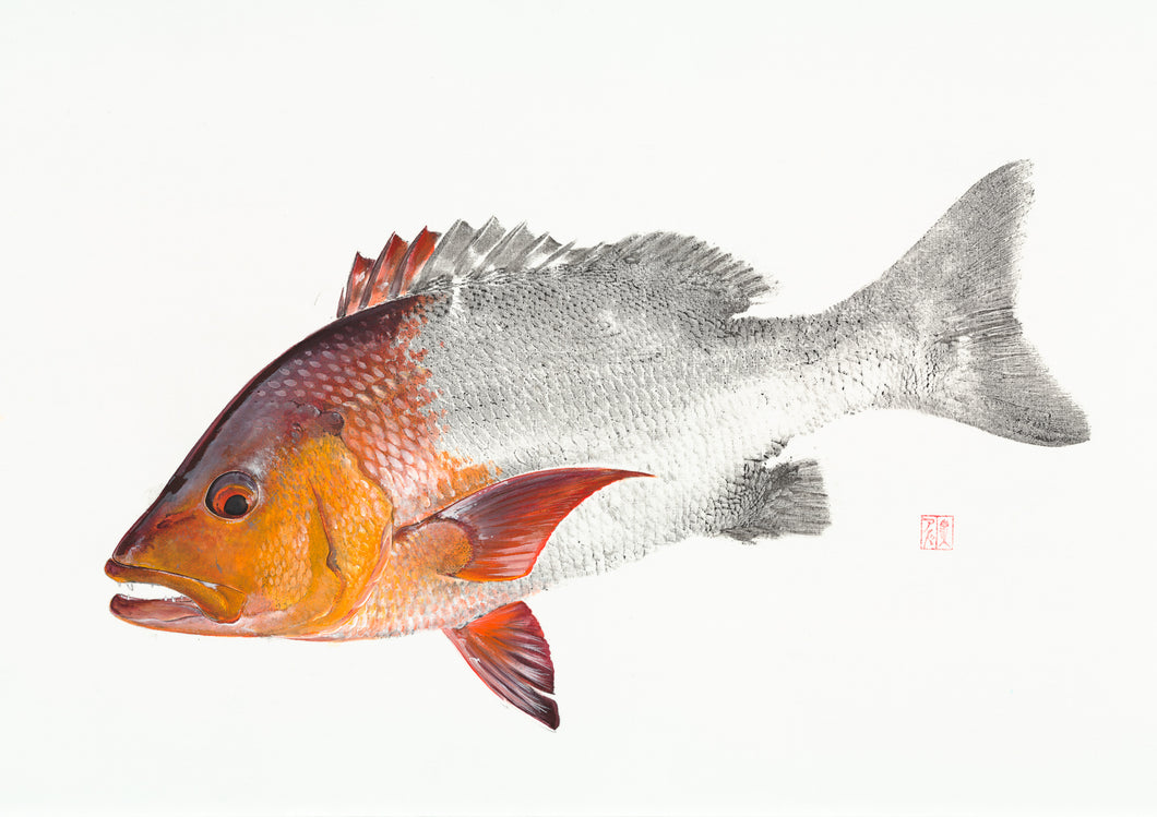Red Bass Print