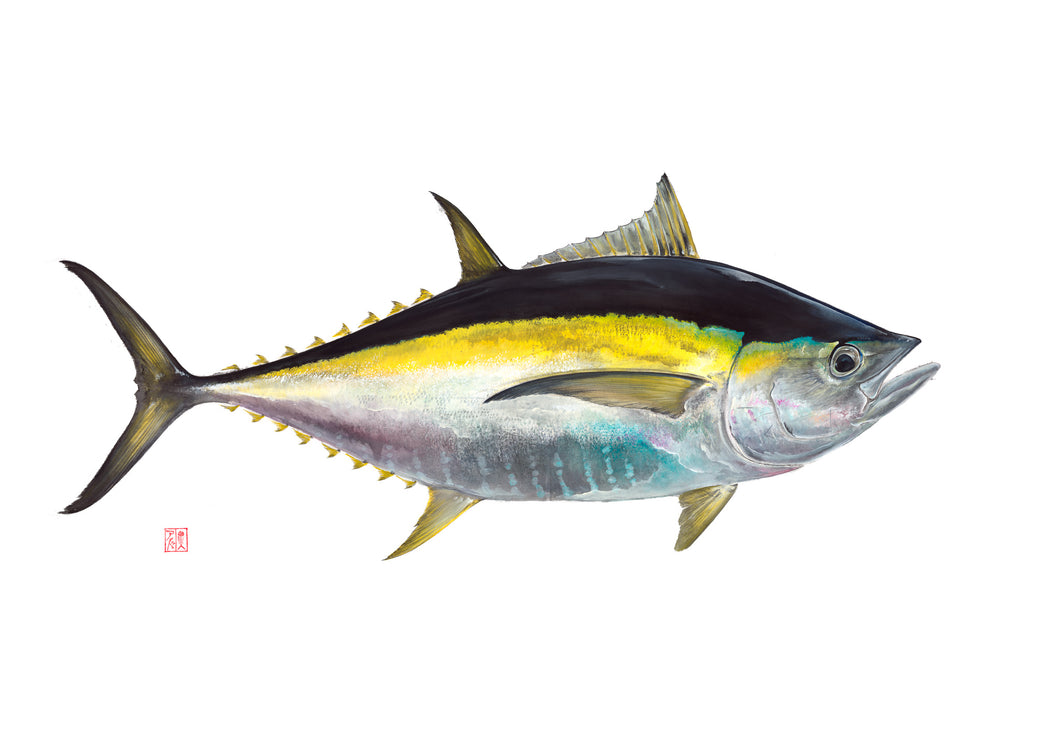 Yellow Fin Tuna