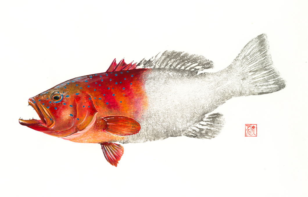 Coral Trout Print