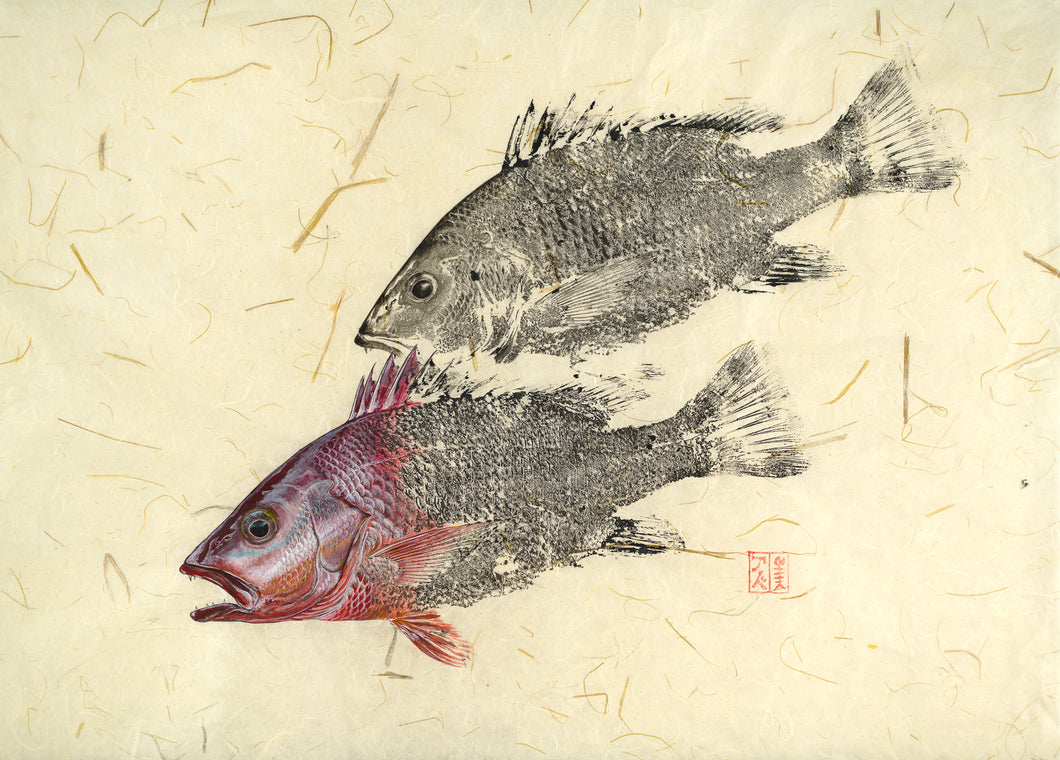 Mangrove Jack Print by Salty Bones, fisherman gift, fish art, gift for Dad, fish lovers, coastal style, fish painting
