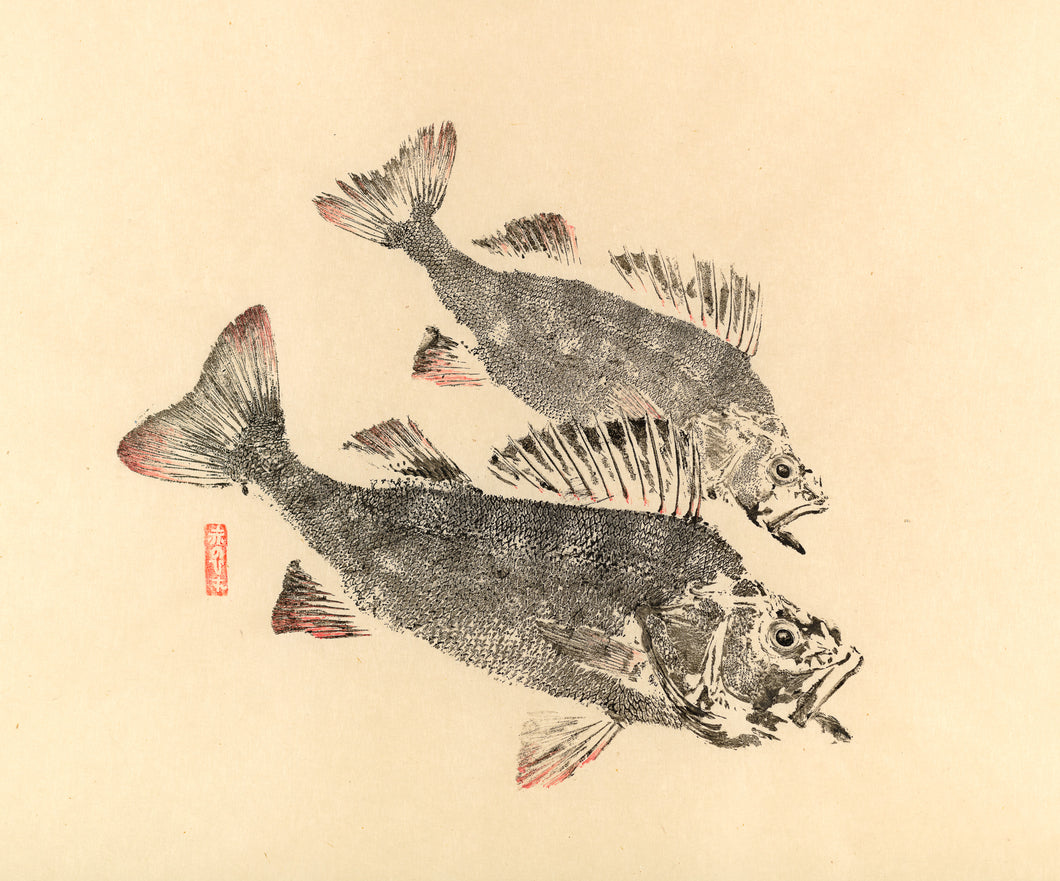 Redfin Perch Print by Salty Bones, fisherman gift, fish art, gift for Dad, fish lovers, coastal style, fish painting
