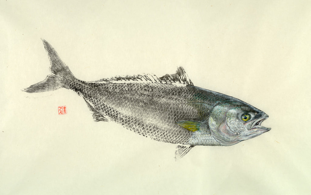 Australian Salmon 2 Print – Salty Bones Gyotaku