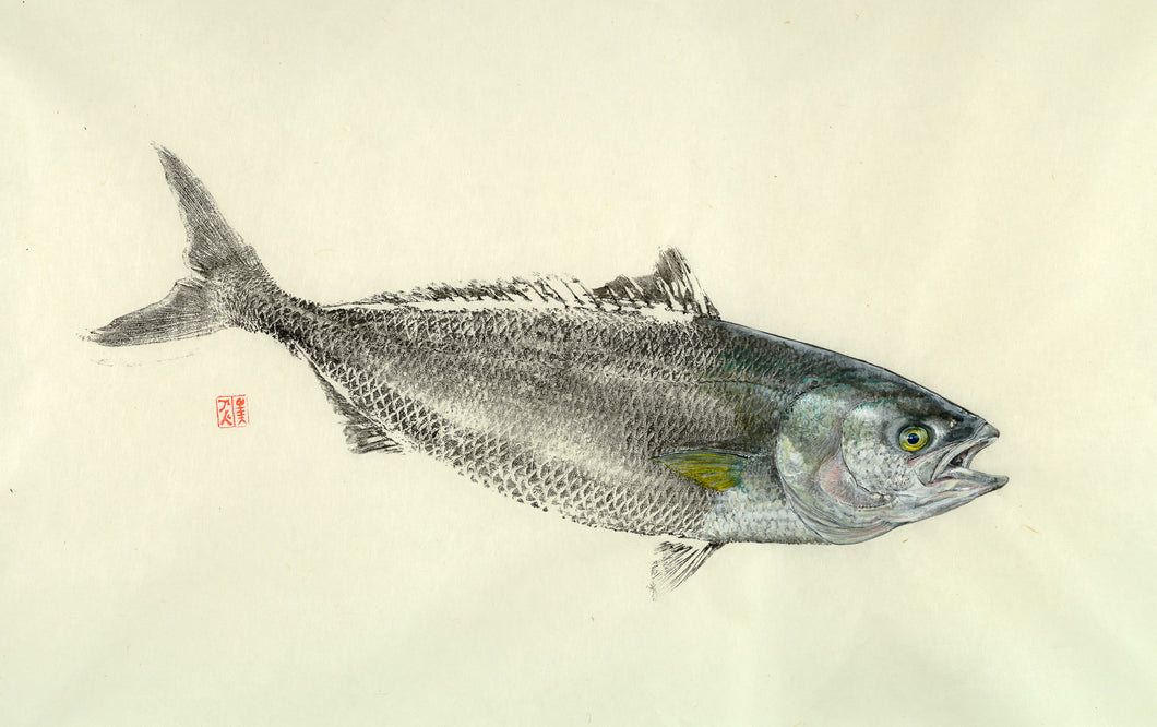 Fish art, gyotaku, fishing Australia, fish print, nature print, fishing art, coastal art, fish painting, sport fishing, painting, ocean art, fly fishing, gifts for Dad, fathers day, gifts for men, fisherman, fish, salmon