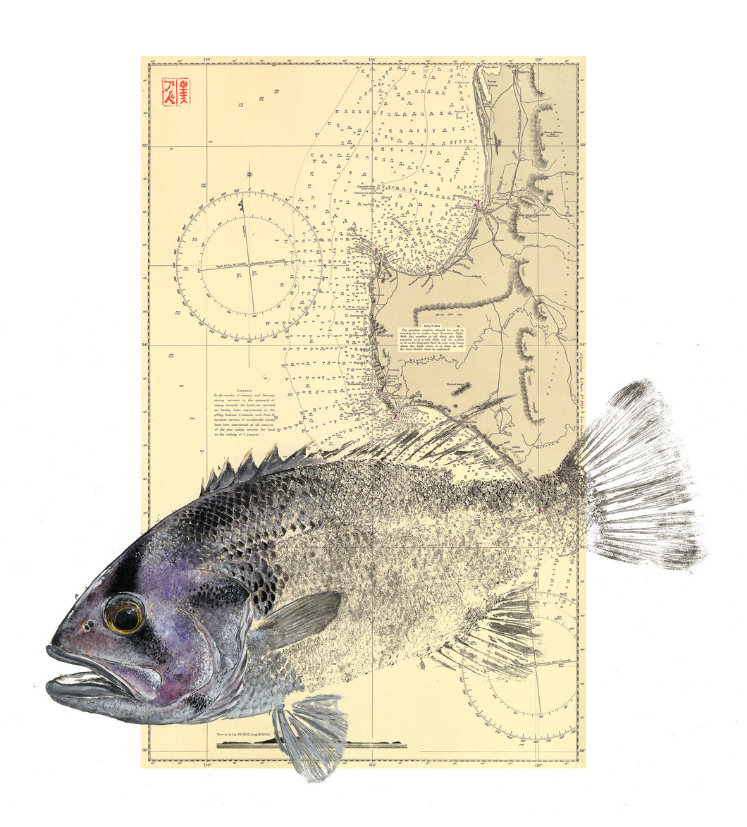 dhufish, map, nautical map, fishing, fish art, coastal art, beach theme, gyotaku, gifts for dad, fathers day, gifts for men, gifts for fishermen, fisherman, fish