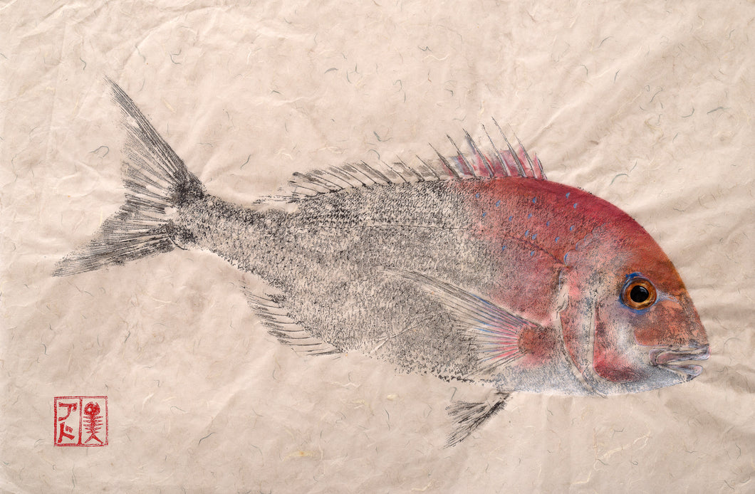 Pink Snapper Print by Salty Bones, fisherman gift, fish art, gift for Dad, fish lovers, coastal style, fish painting