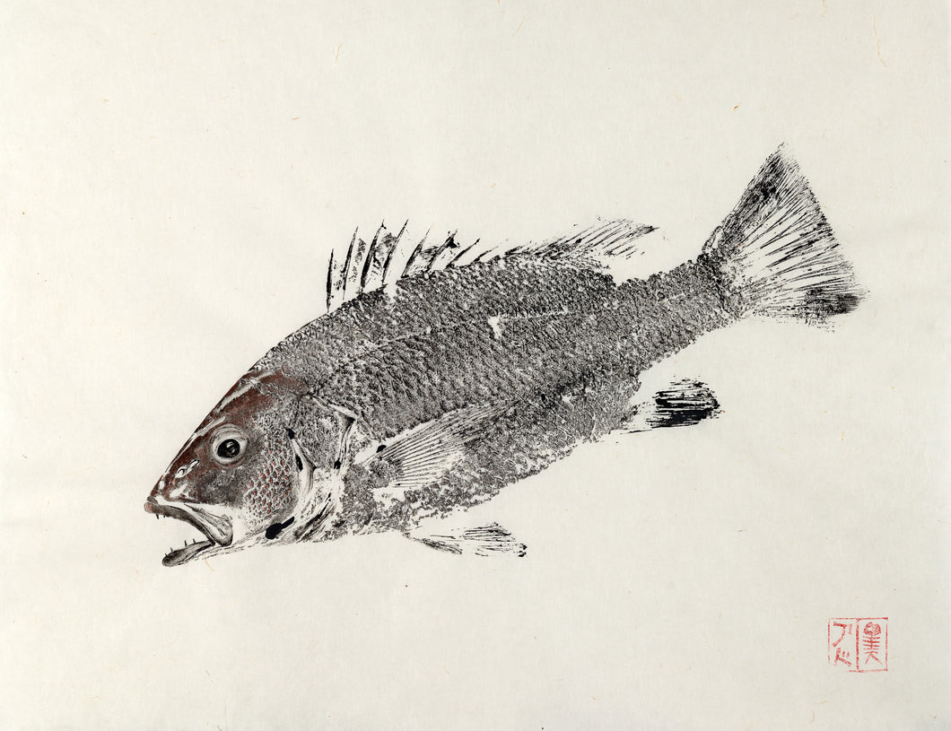 Mangrove Jack Reproduction by Salty Bones, fisherman gift, fish art, gift for Dad, fish lovers, coastal style, fish painting