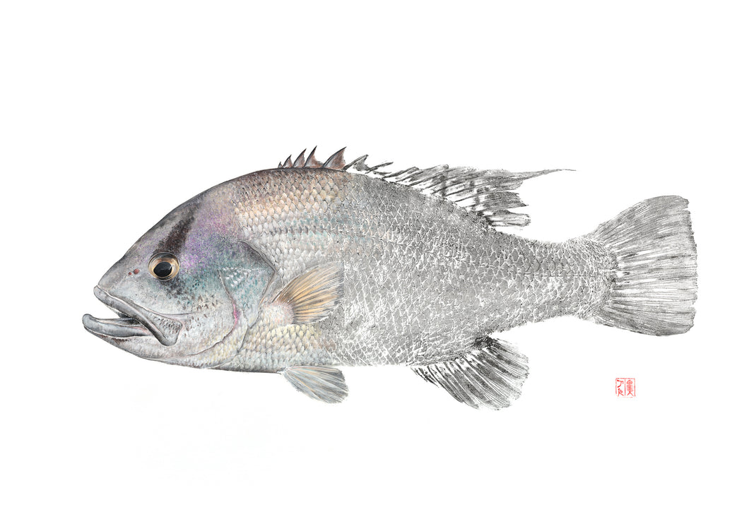 dhufish, Fish art, gyotaku, fishing Australia, fish print, nature print, fishing art, coastal art, fish painting, sport fishing, painting, ocean art, fly fishing, gifts for Dad, fathers day, gifts for men, fisherman, fish