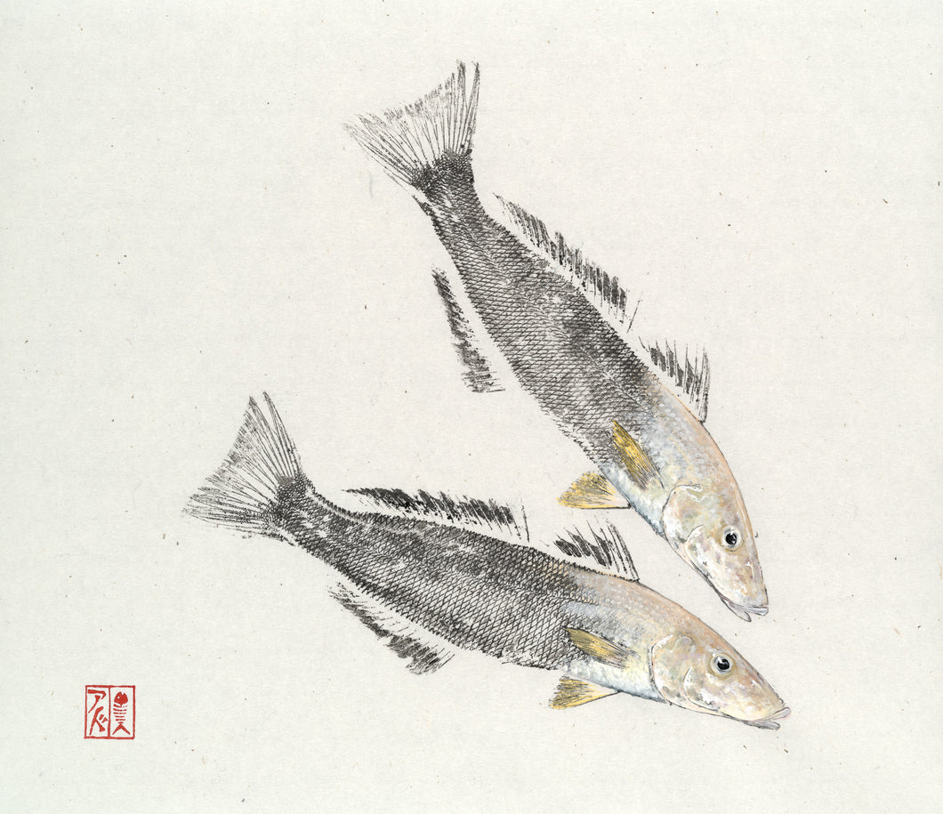 Fish art, gyotaku, fishing Australia, fish print, nature print, fishing art, coastal art, fish painting, sport fishing, painting, ocean art, fly fishing, gifts for Dad, fathers day, gifts for men, fisherman, fish, dunsborough, salty bones