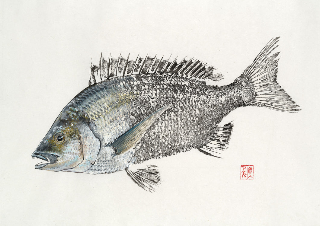 black bream, bream fishing, freshwater fishing, fishing, fish art, coastal art, beach theme, gyotaku, gifts for dad, fathers day, gifts for men, gifts for fishermen, fisherman, fish