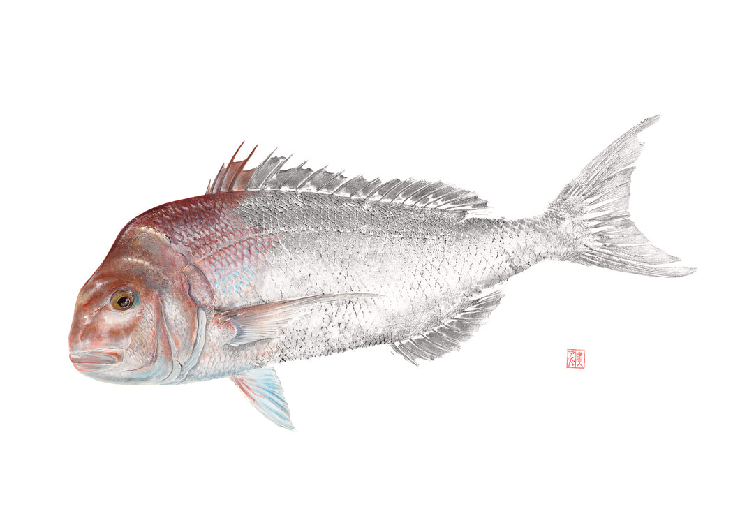 Fish art, gyotaku, fishing Australia, fish print, nature print, fishing art, coastal art, fish painting, sport fishing, painting, ocean art, fly fishing, gifts for Dad, fathers day, gifts for men, fisherman, fish, pink snapper