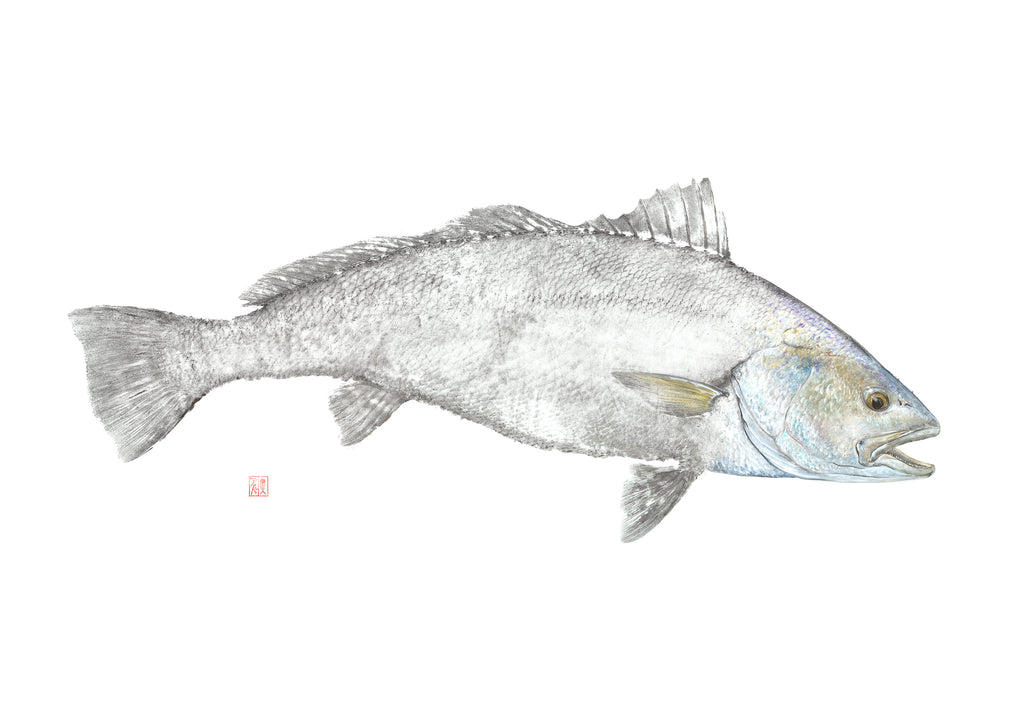 Mulloway Print – Salty Bones Gyotaku