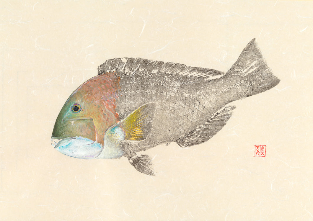 Fish art, gyotaku, fishing Australia, fish print, nature print, fishing art, coastal art, fish painting, sport fishing, painting, ocean art, fly fishing, gifts for Dad, fathers day, gifts for men, fisherman, fish, baldchin groper