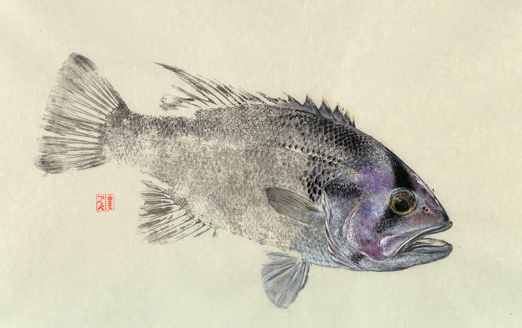 Dhufish Print by Salty Bones fisherman gift, fish art, gift for Dad, fish lovers, coastal style, fish painting, dhufish, fishing, fish art, coastal art, beach theme, gyotaku, gifts for dad, fathers day, gifts for men, gifts for fishermen, fisherman, fish