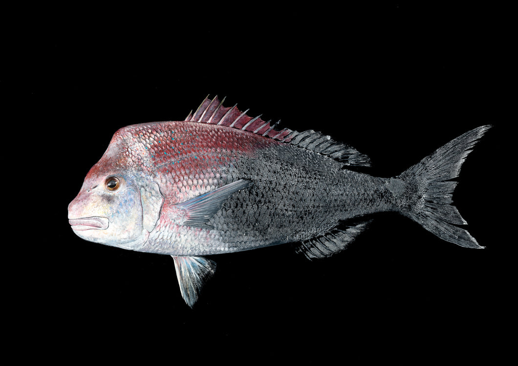 Fish art, gyotaku, fishing Australia, fish print, nature print, fishing art, coastal art, fish painting, sport fishing, painting, ocean art, fly fishing, gifts for Dad, fathers day, gifts for men, fisherman, fish, dunsborough, salty bones, snapper