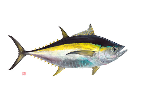 Yellow Fin Tuna