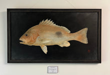 "Golden Snapper on Black" Original Gyotaku