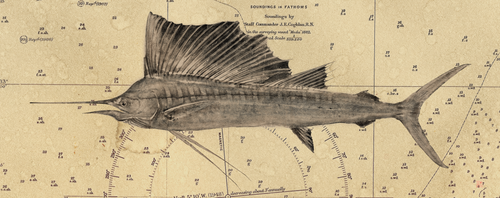 Sailfish on chart