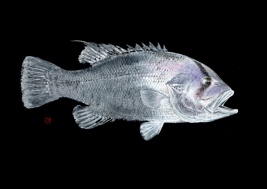 West Australian Dhufish on black Print – Salty Bones Gyotaku