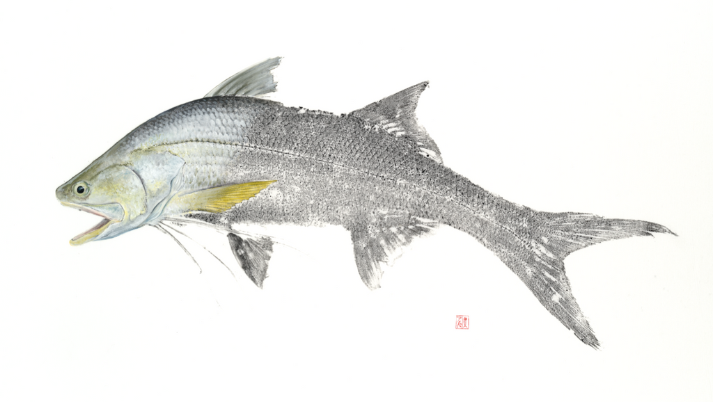 Threadfin Salmon Reproduction Salty Bones Gyotaku